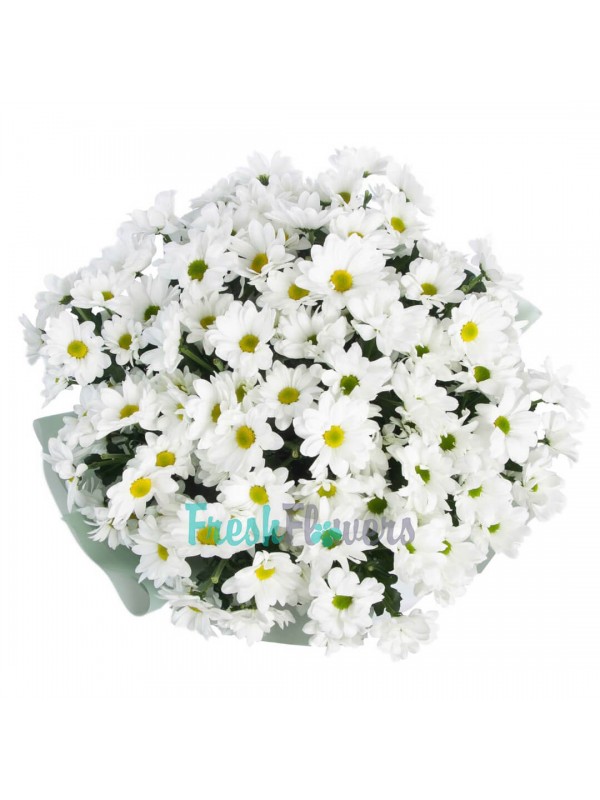 11 хризантем ромашок